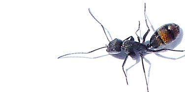 BLACK ANT