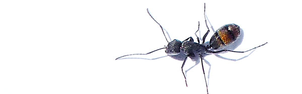 Black-ant-v8 BLACK ANT